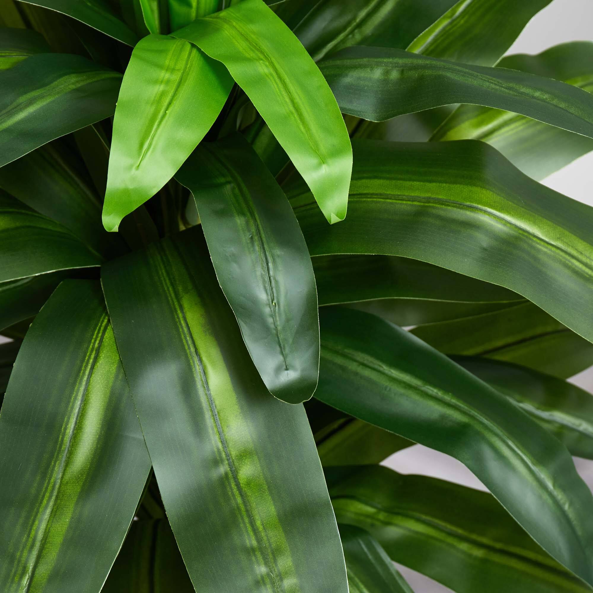 3.5ft. Potted Dracaena Plant